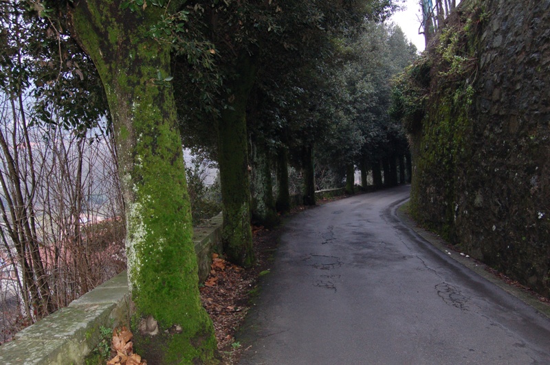 Il vialetto di lecci.